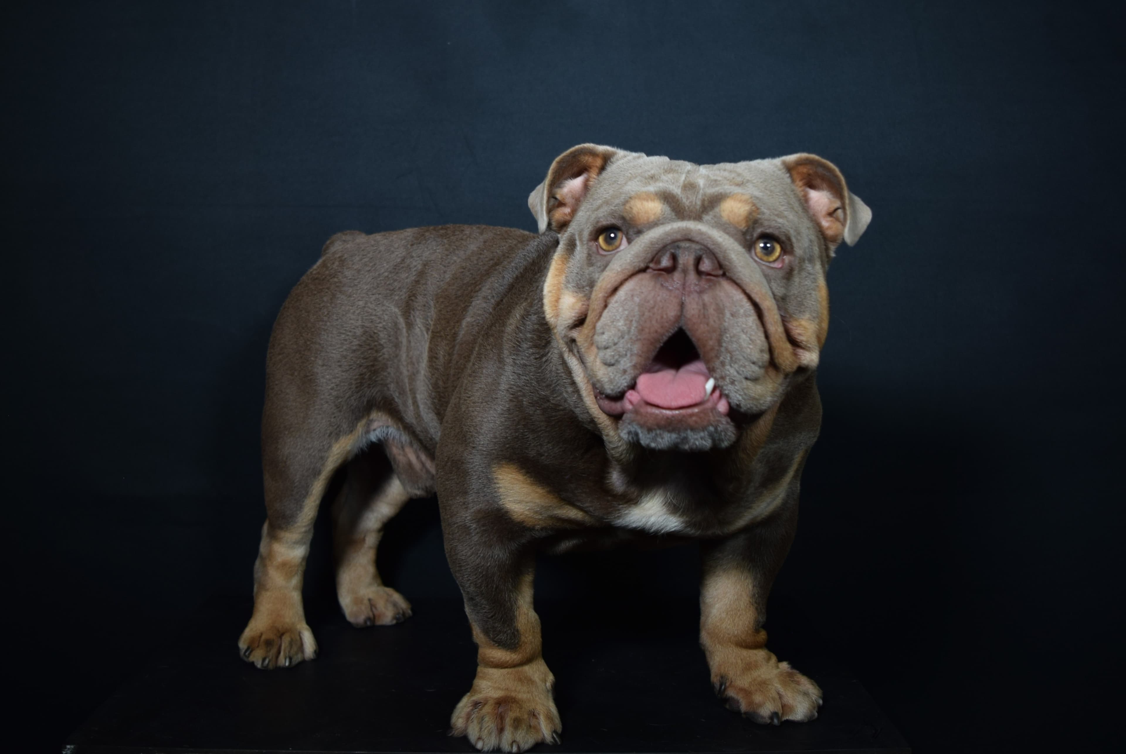 Calderon Bulldogs screenshot